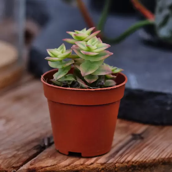 Crassula perforata 'Variegata' 8.5cm - image 1