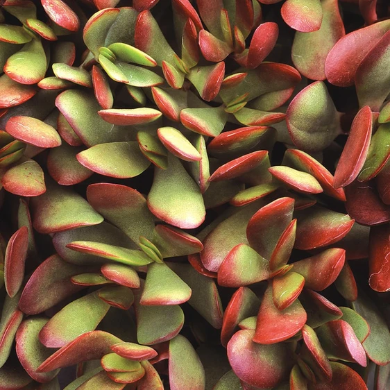 Crassula radicans