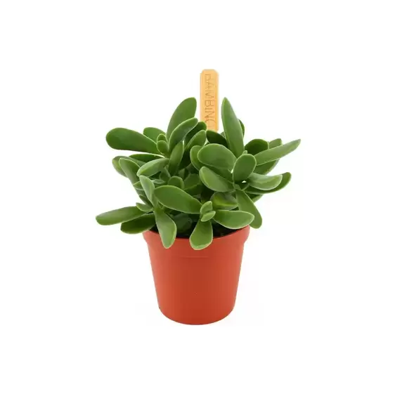 Crassula 'Stretto' - image 1