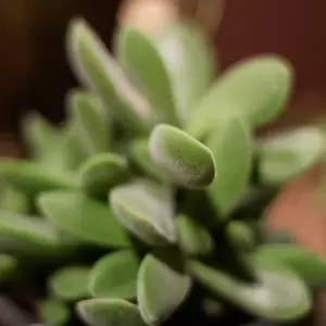 Crassula 'Stretto' - image 2