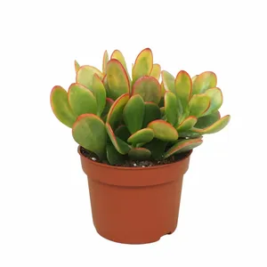 Crassula ovata 'Sunset' 8.5cm