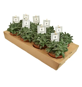 Crassula 'Tarantula' - image 2