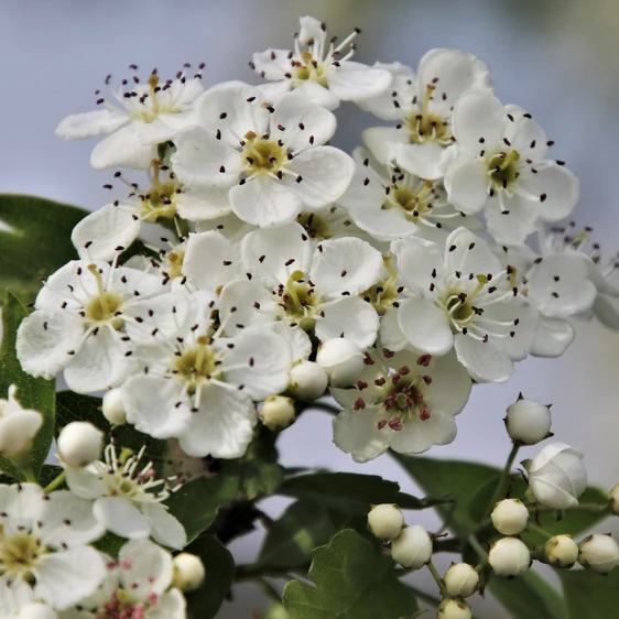 Crataegus monogyna