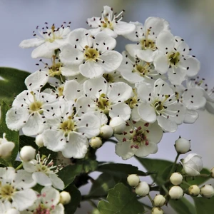 Crataegus monogyna