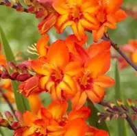 Crocosmia