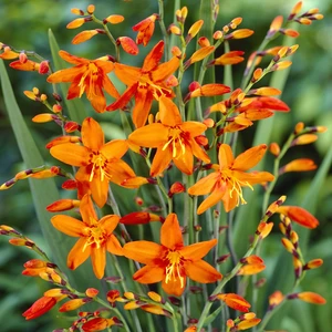 Crocosmia 'Babylon' 1L