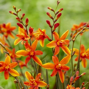Picture Credit - Walter Blom Plants BV