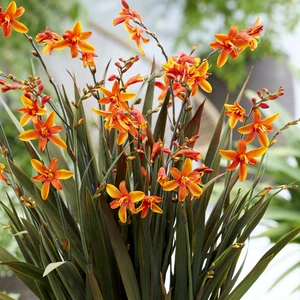 Picture Credit - Walter Blom Plants BV