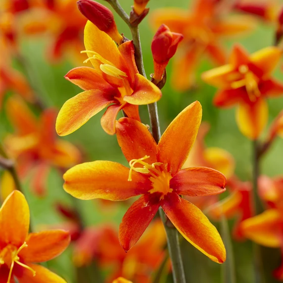 Picture Credit - Walter Blom Plants BV