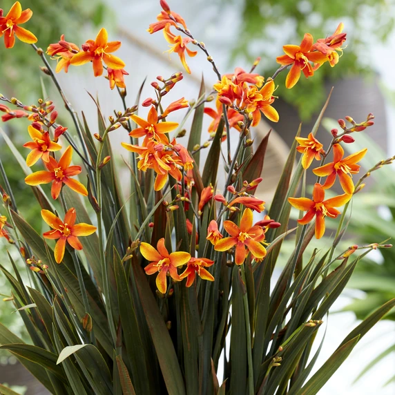 Picture Credit - Walter Blom Plants BV