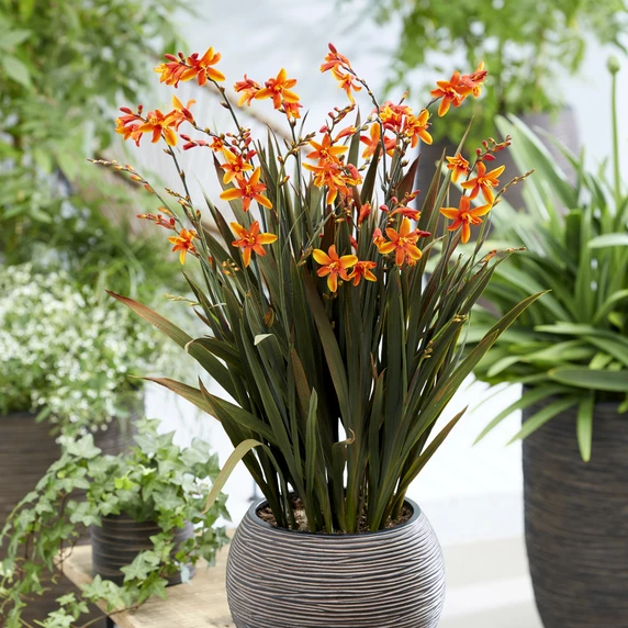 Picture Credit - Walter Blom Plants BV