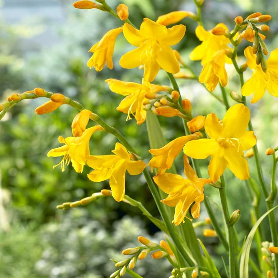 Image Credit: Walter Blom BV.