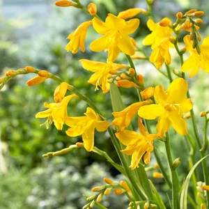 Image Credit: Walter Blom BV.