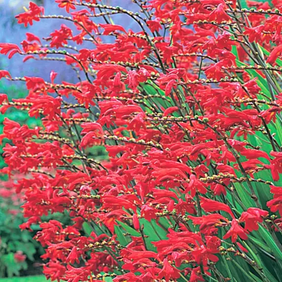 Image Credit: Bressingham Gardens