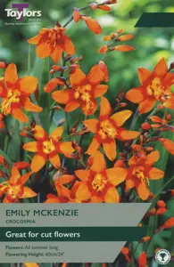 Crocosmia Emily MacKenzie