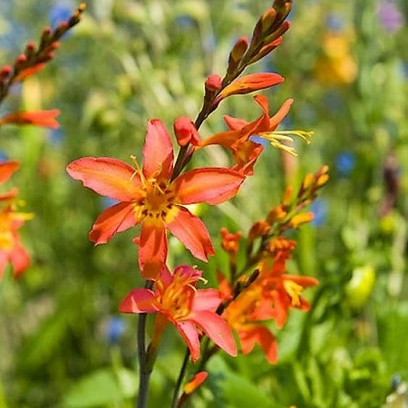 Crocosmia 'Emily Mckenzie' 3L