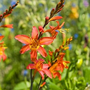 Crocosmia 'Emily Mckenzie' 3.5L