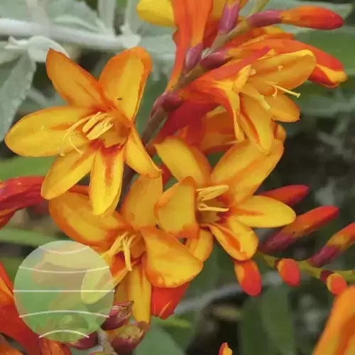 Crocosmia Firestars™ 'Fire Jumper' - © Walter Blom Plants BV