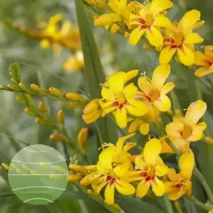 Crocosmia Firestars 'Hot Spot' 1L