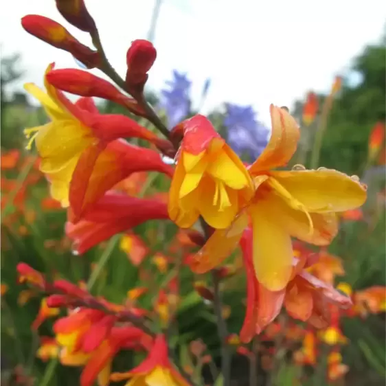 Crocosmia 'Harlequin' 1L - image 1