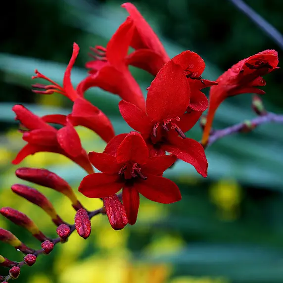 Crocosmia 'Hellfire'