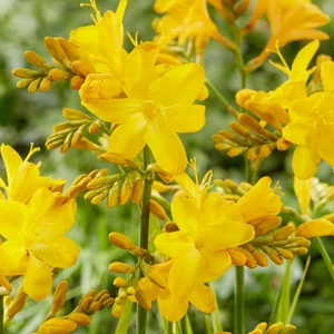 Image Credit: Walter Blom