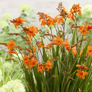 Photo: Walter Blom Plants | © all rights reserved