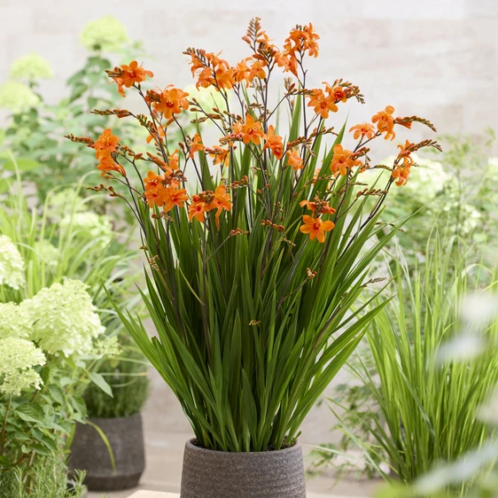 Photo: Walter Blom Plants | © all rights reserved