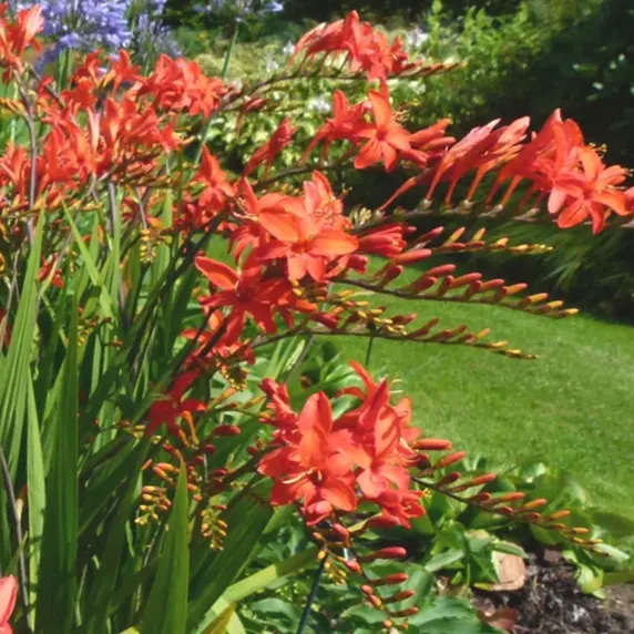 Image Credit: Bressingham Gardens