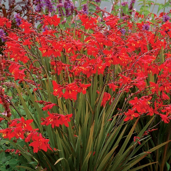 Image Credit: TERRA NOVA® Nurseries, Inc.