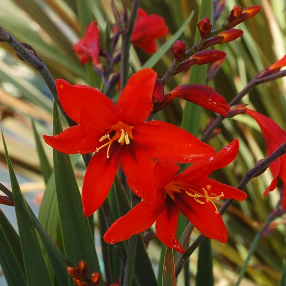 Image Credit: TERRA NOVA® Nurseries, Inc.