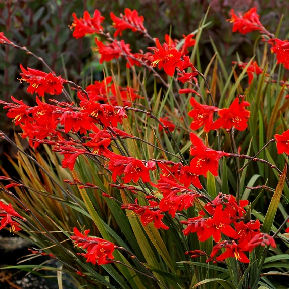 Image Credit: TERRA NOVA® Nurseries, Inc.