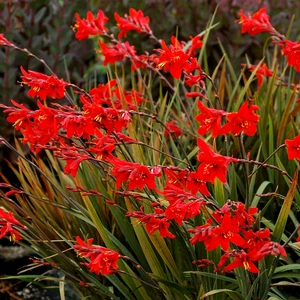 Image Credit: TERRA NOVA® Nurseries, Inc.
