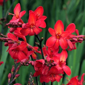 Crocosmia 'Walberton's Miss Scarlet' 1L
