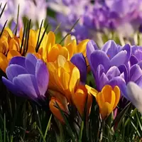 Crocus