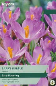 Crocus Barr's Purple