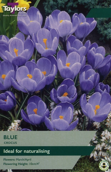 Crocus Blue