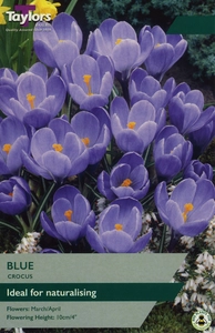 Crocus Blue