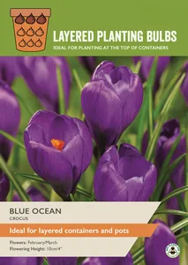 Crocus Blue Ocean