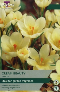 Crocus Cream Beauty