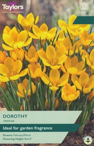 Crocus Dorothy