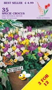 Crocus Early Species Mix