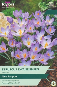 Crocus etruscus Zwanenburg