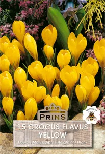 Crocus flavus Yellow