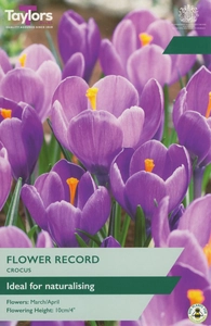Crocus Flower Record