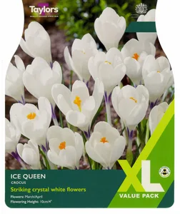 Crocus Ice Queen