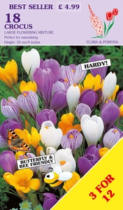 Crocus Large Flowering Mix