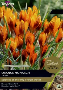 Crocus Orange Monarch