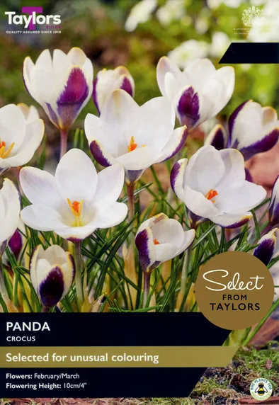 Crocus Panda