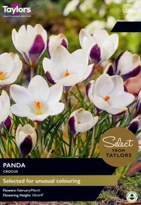 Crocus Panda